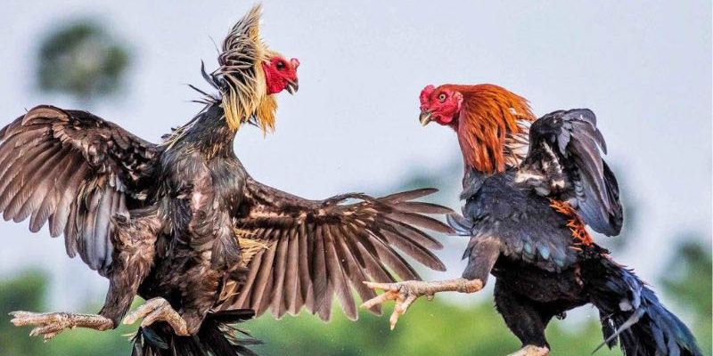 Những mẹo chơi đá gà giành chiến thắng cao